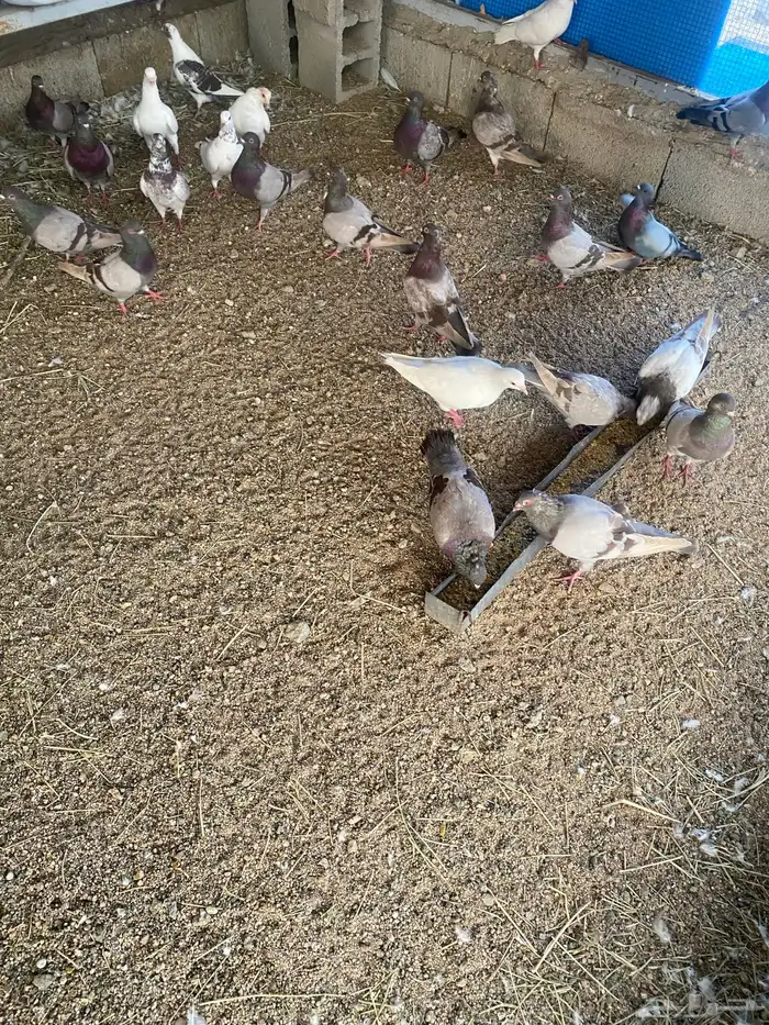 حمام فرنسي سلفر 1