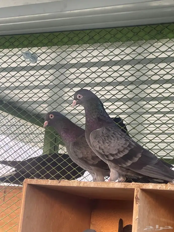 للبيع جوز قطيفي 1