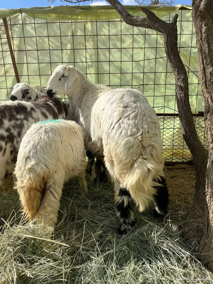 طليان ورحال للبيع 3