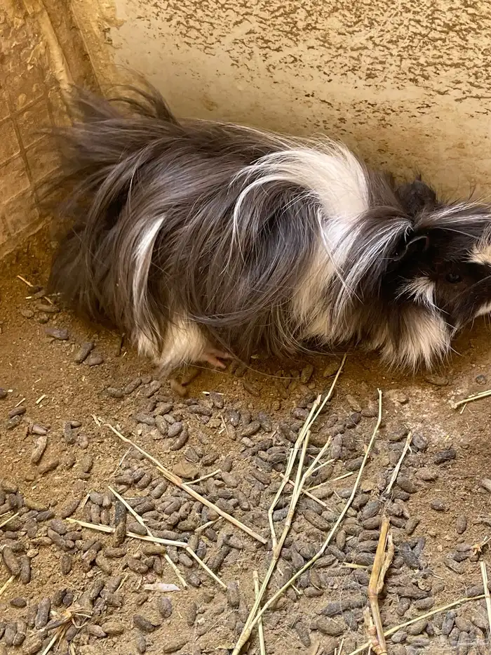 زوجين وبرة عليهم 6 عيالهم 0