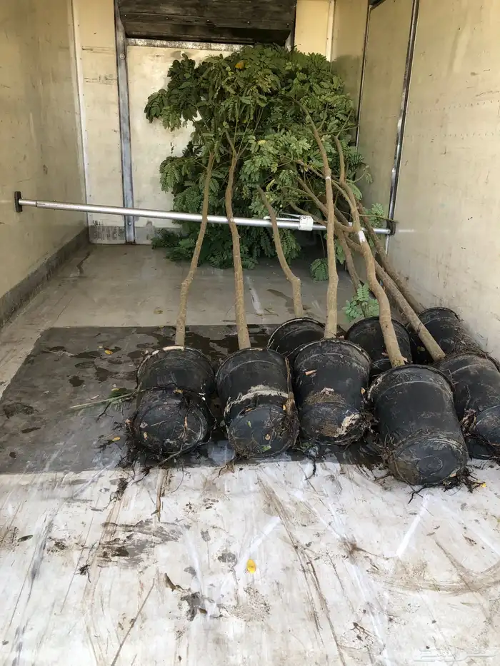 نخيل ملوكي نخيل جوز الهند نارجيل نخيل واشنطني 9