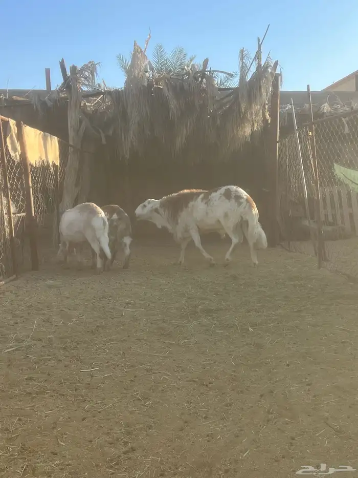 فحل سواكني 1