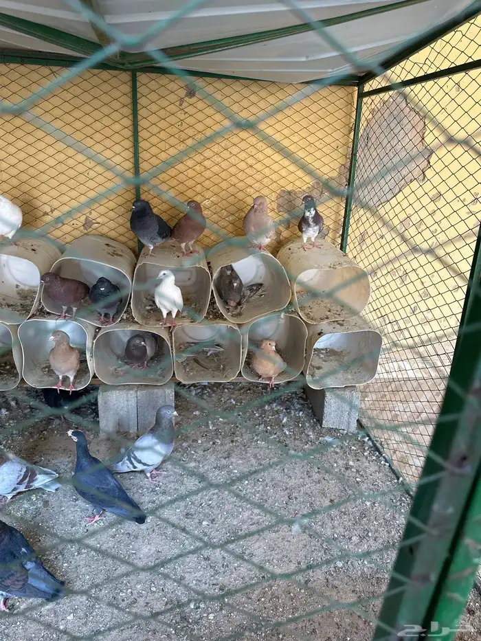 حمام للبيع 2