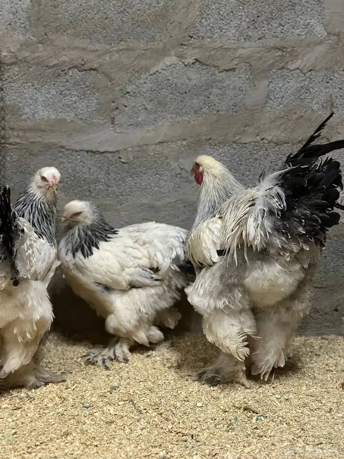 للبيع طقم دجاج براهما كولمبي كونك فاخر 3