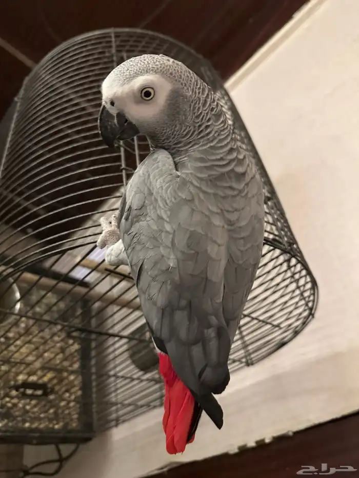 كاسكو متكلم 5