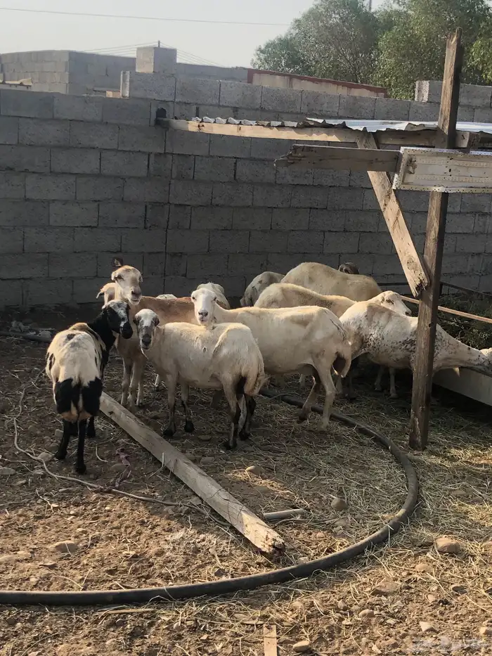 ضان العدد 13 معى الفحل 2