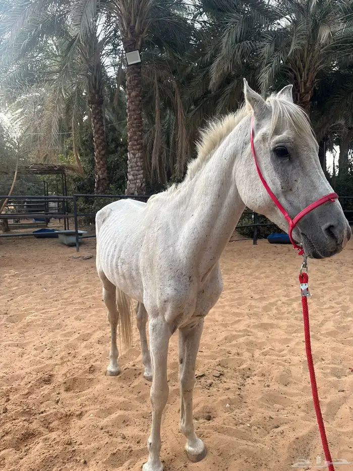 للبيع حصان شعبي ب1500 0