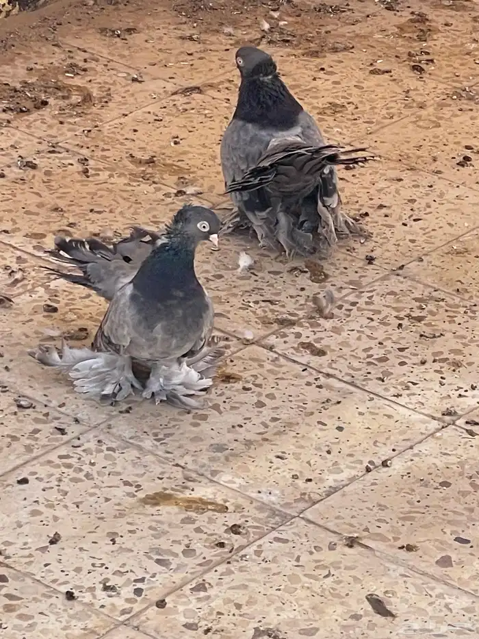 حمام رقاص جاواء 0