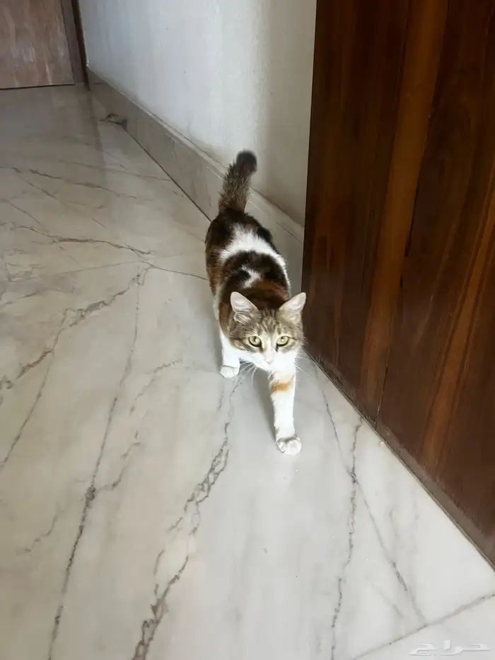 قط شيرازي ضايع او للتبني في العارض 0