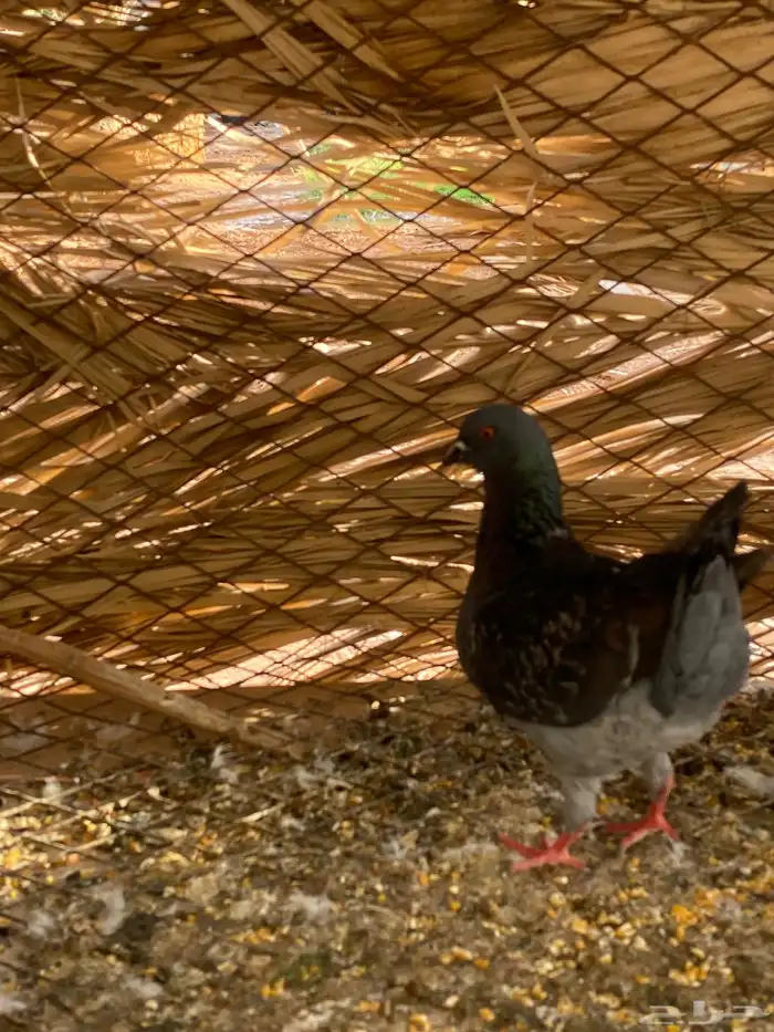 للبيع ذكر ريحاني وأنثى كنق 3