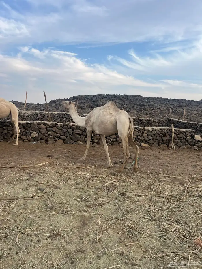 ناقه ذلول اصيله ام ثالث لقحه 1