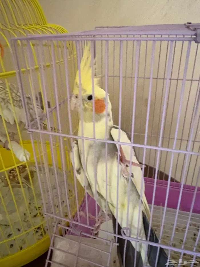 كروان للبيع 0