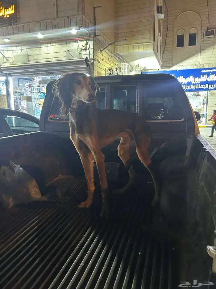 سلوقي عربي بيور 4