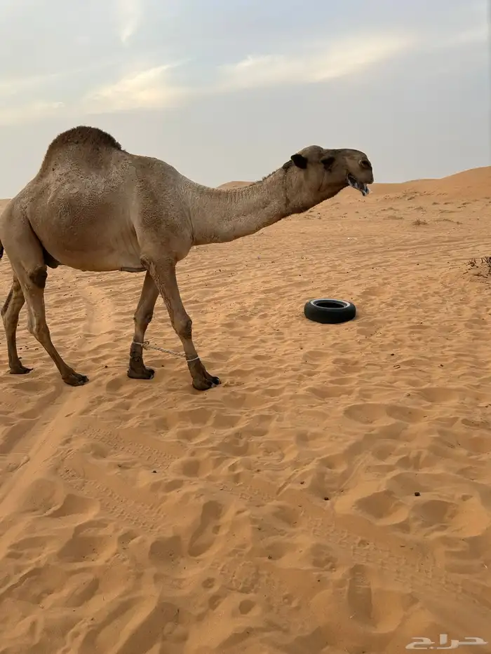 للبيع قعود اشعل على غرنوق منتج 1