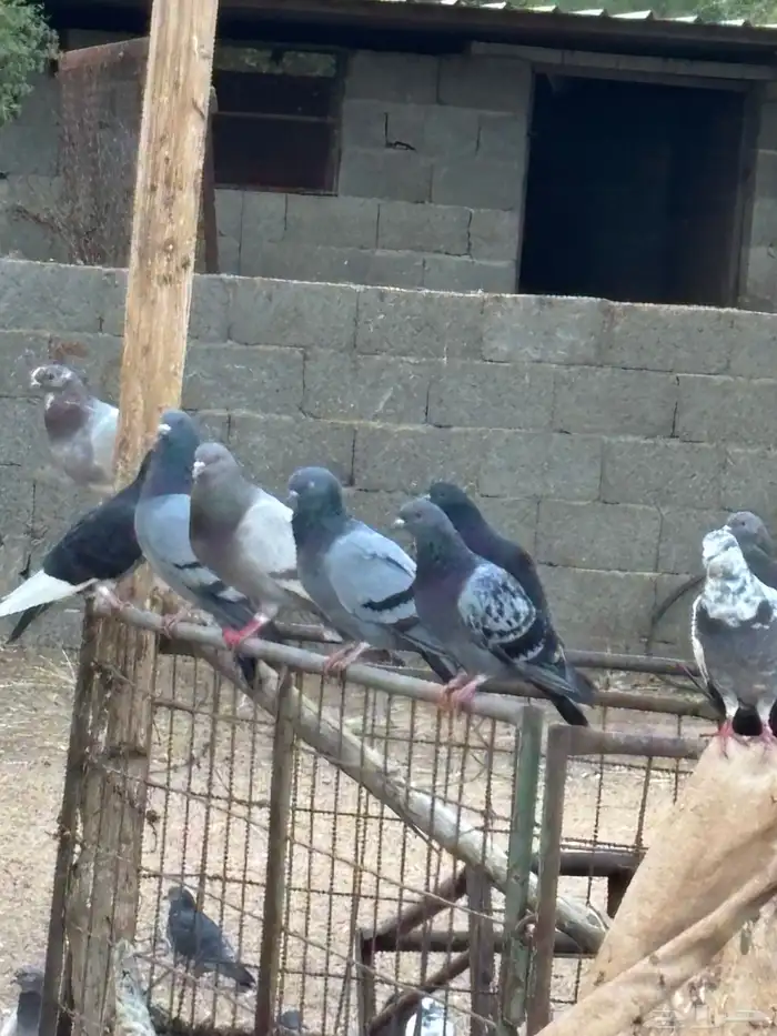 حمام فرنسي مع بلدي. 3