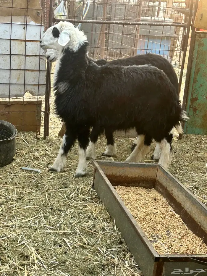 رخلين وثلاث خرفان 7 شهور شحم ونظاف مراح 0