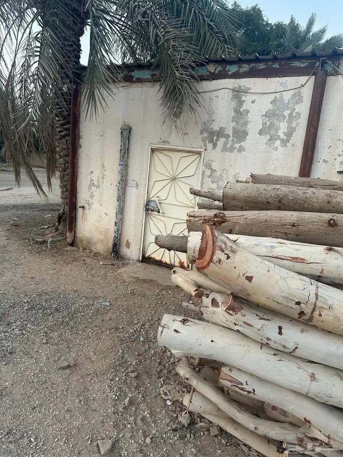 للبيع خشب كين و زيتون 0