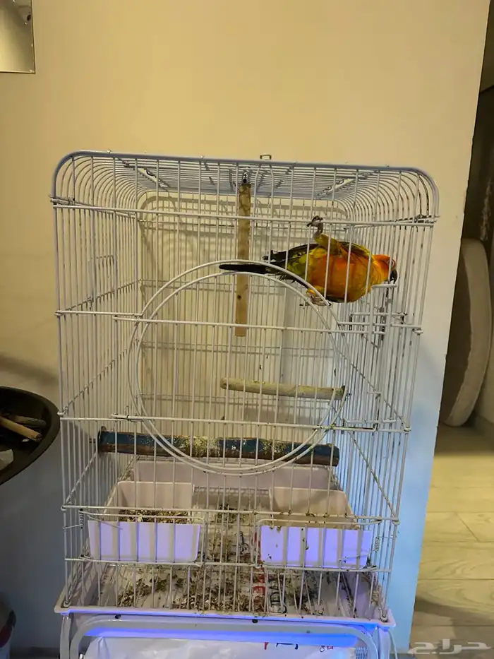 ببغاء صنكنيور 6