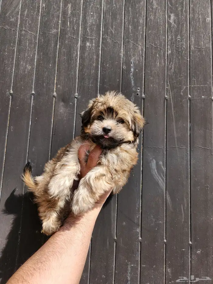 كلب مالتيبو للبيع تي كب 1