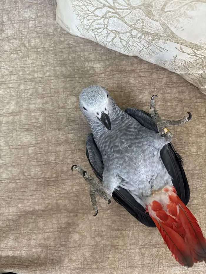 ببغاء كاسكو 2