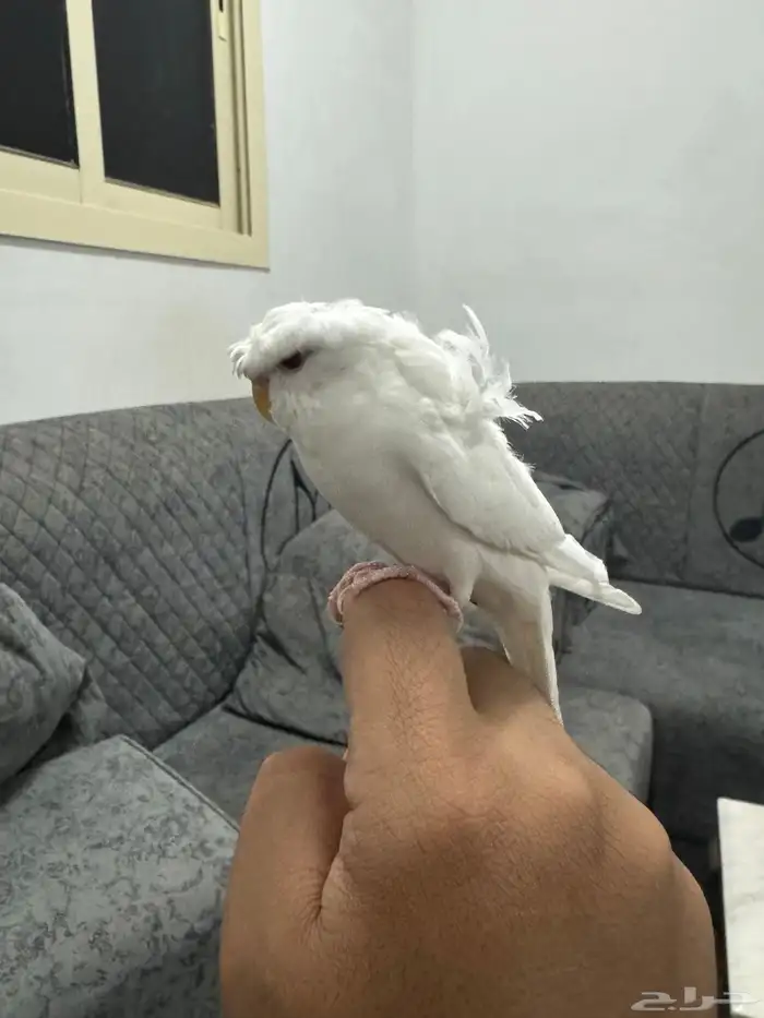 فرخ كرست هوقو اليف 4