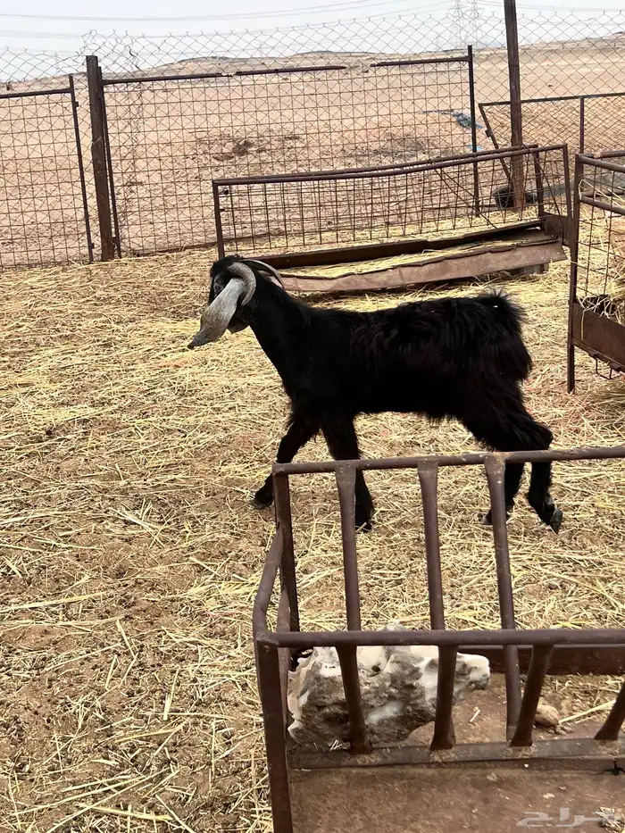 تيوس عوارض ذبايح 0