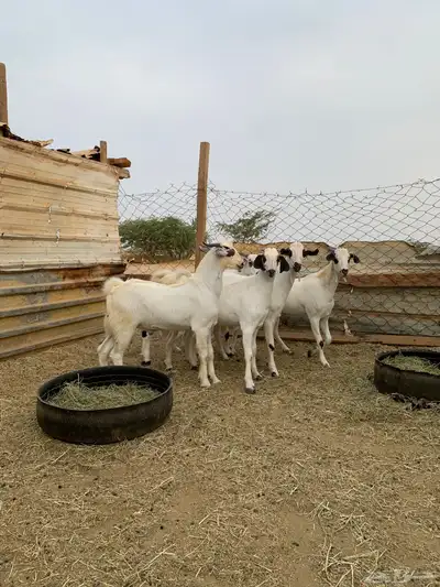 تيوس بيشيات index