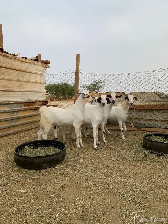 تيوس بيشيات 6