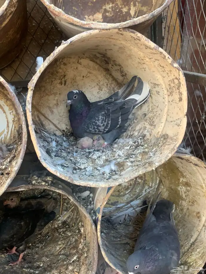 جوز قلابي مع انتاجه 0