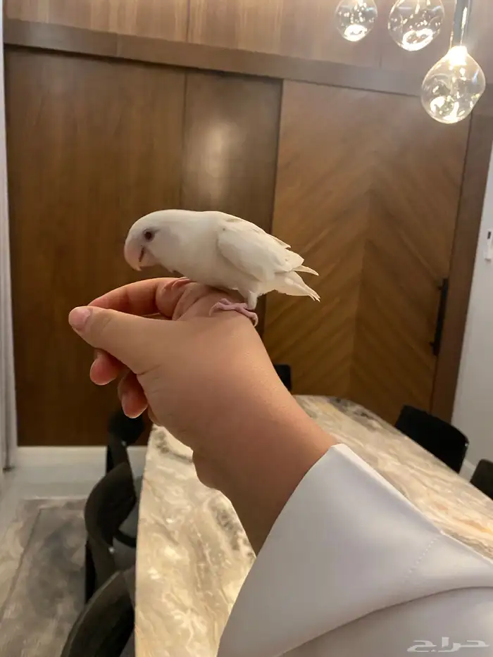 للبيع طيور روز 0