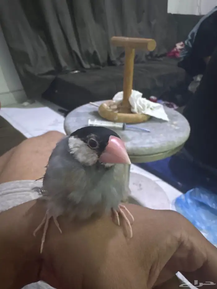 جاوا اليف بصحه ممتازه 1