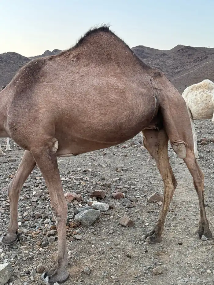 ناقه للبيع وصل السوم 9600 0