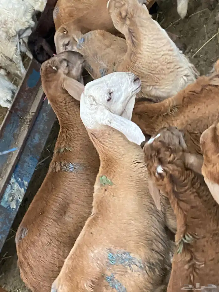 سواكن جذعان 1