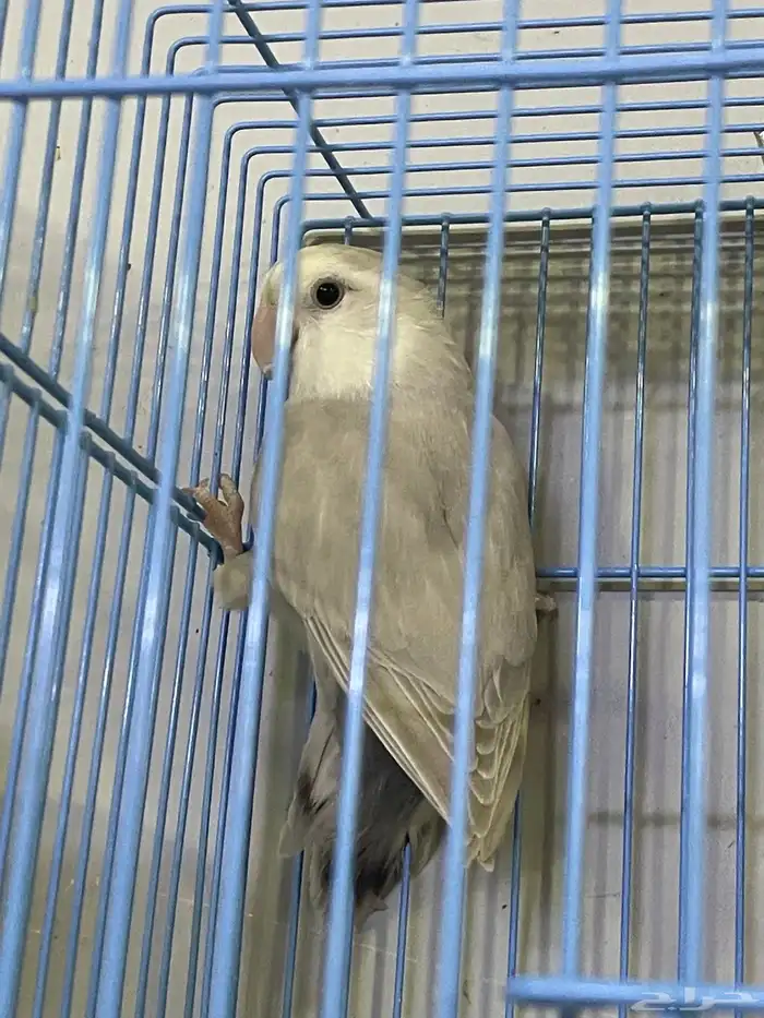 للبيع روز صحة ونظافة انتاج البلد وعلبة حجل احتمال كبير انثة 5