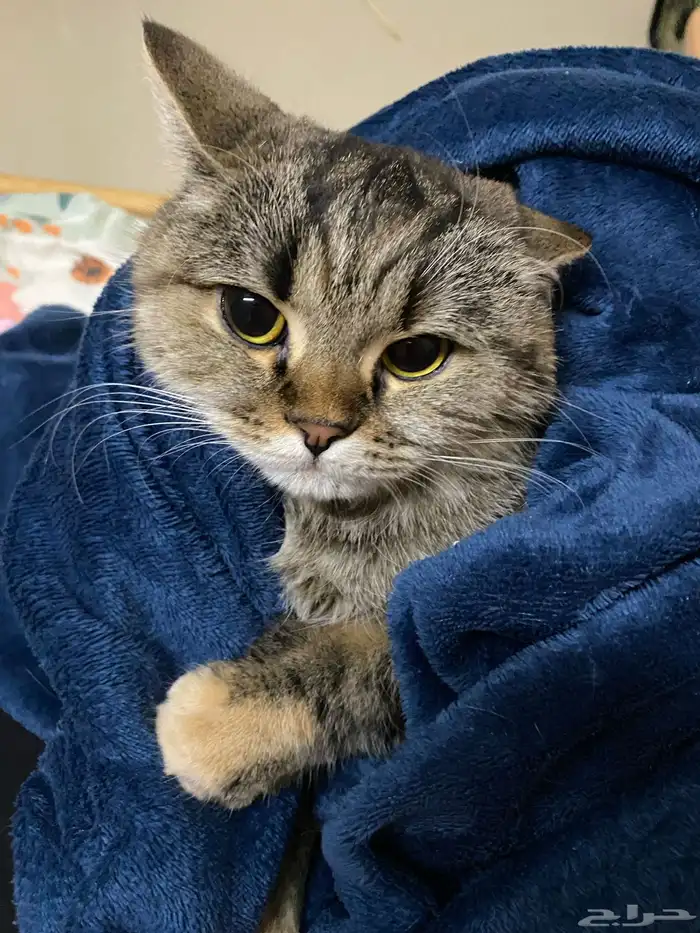 فندقة وحيوانات أليفه وقطط القصيم 8