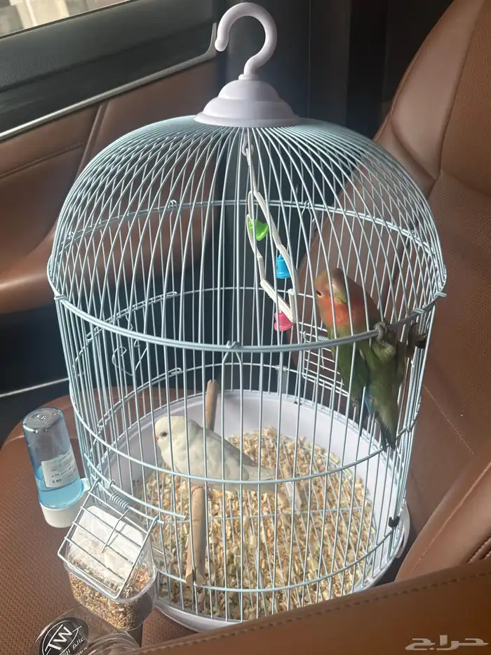 طيور روز للبيع ع السوم 2