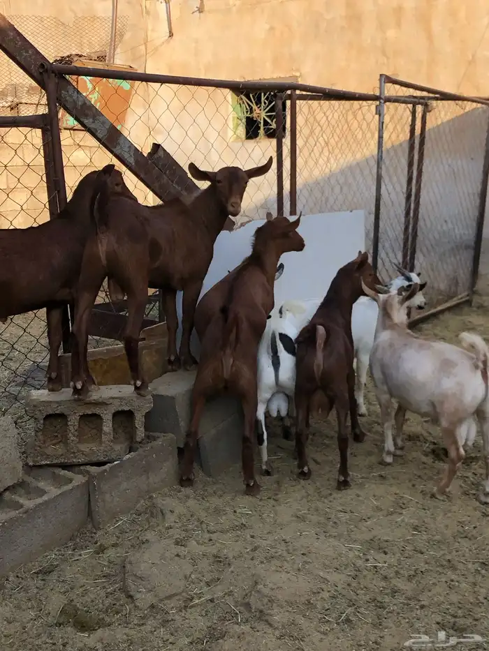 تيوس نظيفه مشروطه من كل عذروب 5