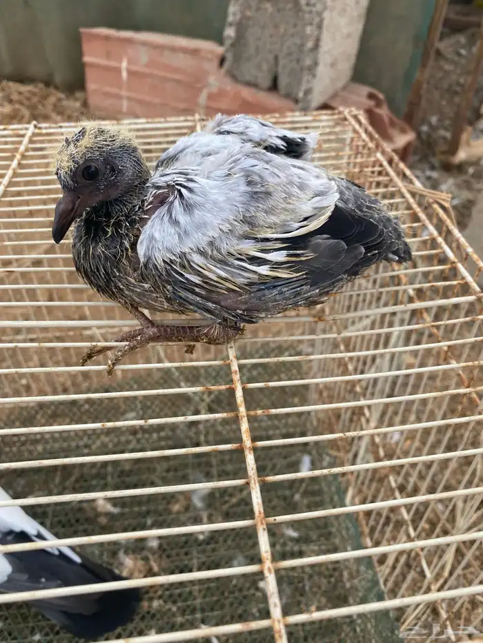 حمام باكستاني 2