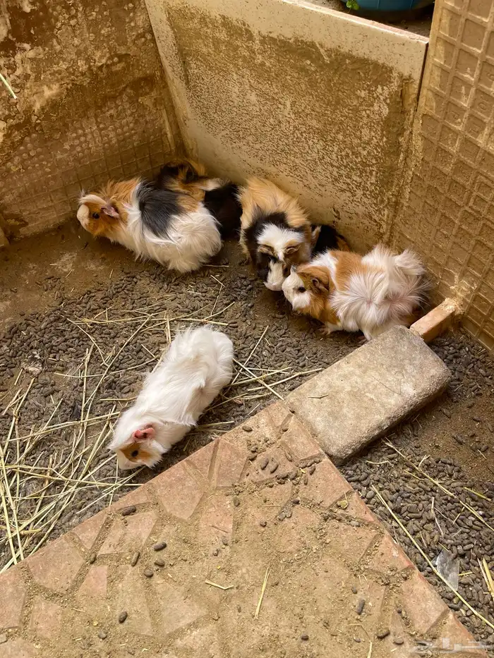 وبرة نظيفة وبشعر كثيف (أمريكي- فرنسي- بلدي) 14