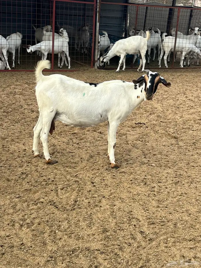 عنزبيشيه صنف 0