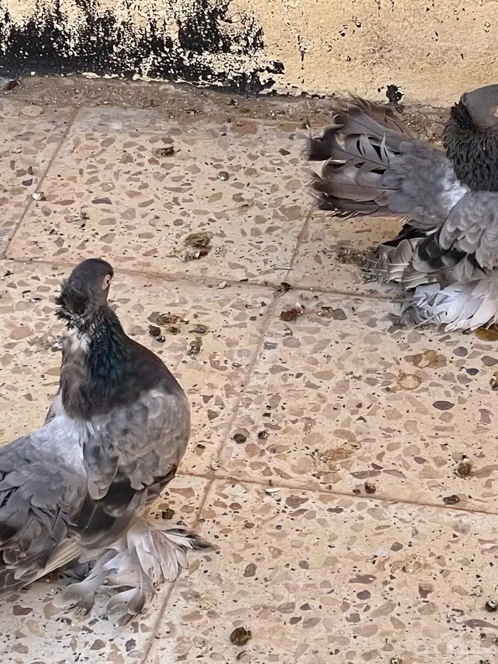 حمام رقاص جاواء 5