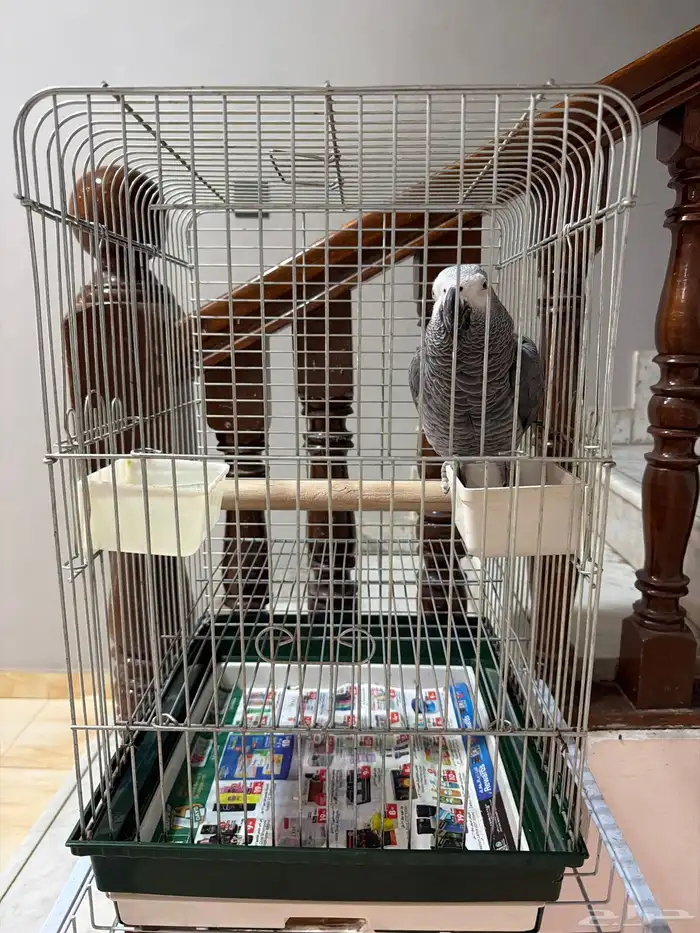 للبيع كاسكو 0