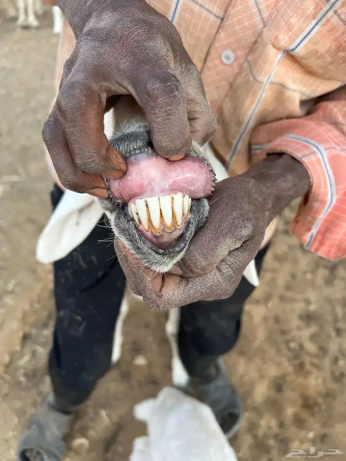 حريات وليد ودفيع 11