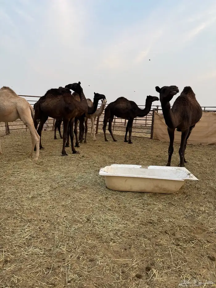 قعدان عمارها حول السنتين 4 قعدان 5