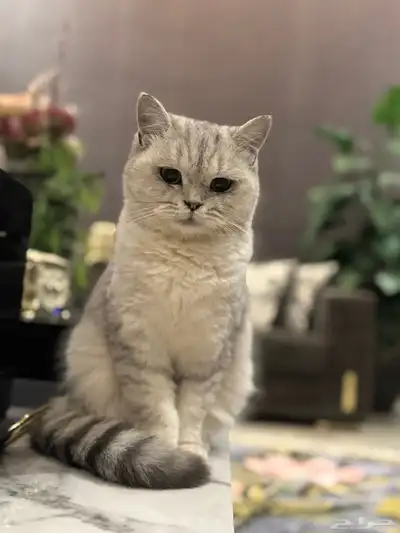 آنثى سكوتش ستريت بيور 0