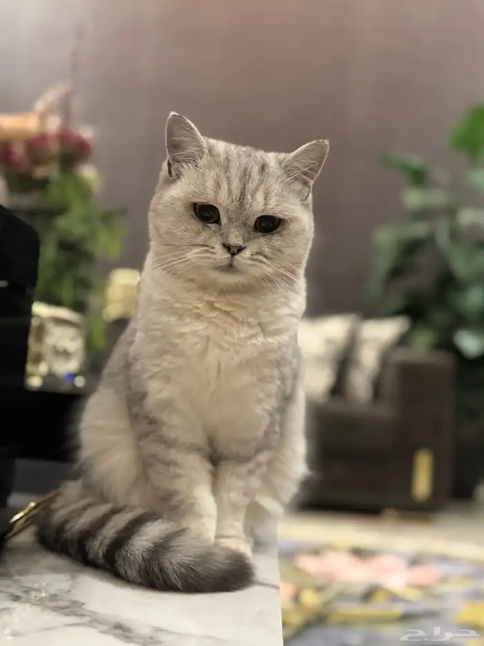 آنثى سكوتش ستريت بيور 0