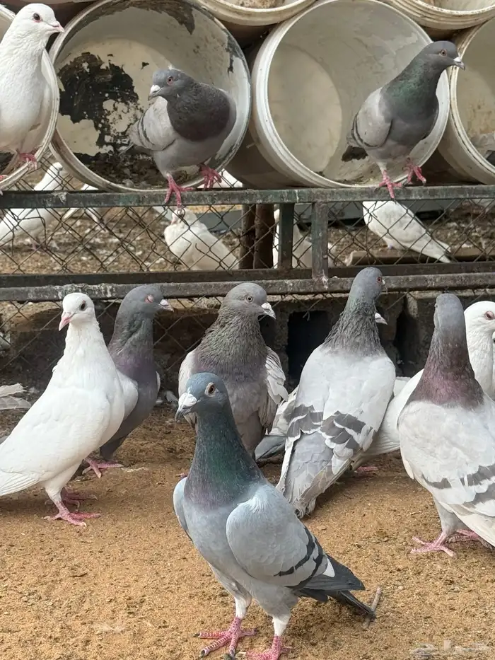 حمام فرنسي   سلفر 11