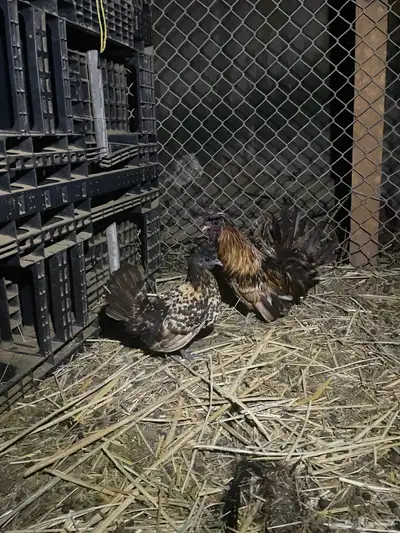 دجاج حباحب 0