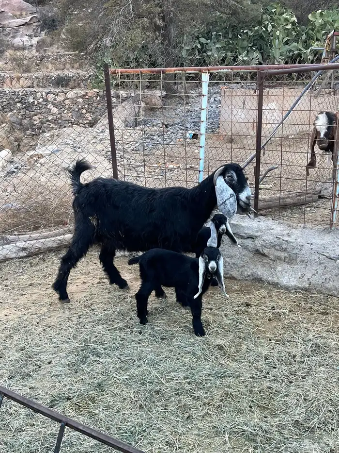 عنز عارضيه للبيع 2