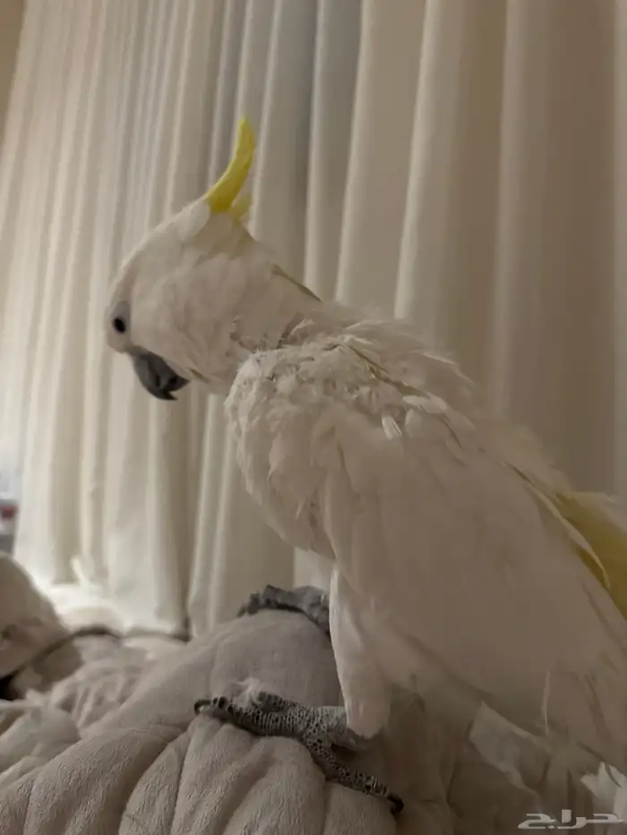 ببغاء كوكاتو 0